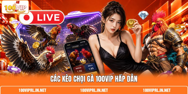 Các kèo chọi gà 100VIP hấp dẫn Các kèo chọi gà 100VIP hấp dẫn
