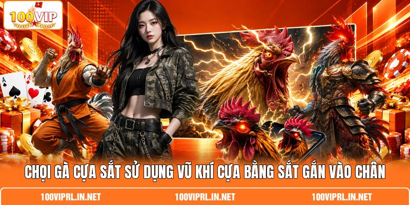 Chọi gà cựa sắt sử dụng vũ khí cựa bằng sắt gắn vào chân
