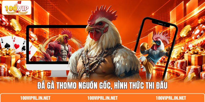Đá gà Thomo nguồn gốc, hình thức thi đấu