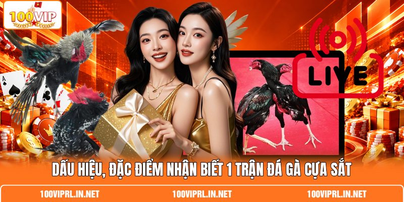 Dấu hiệu, đặc điểm nhận biết 1 trận đá gà cựa sắt