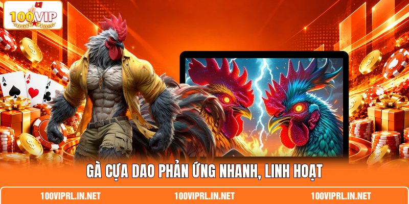 Gà cựa dao phản ứng nhanh, linh hoạt