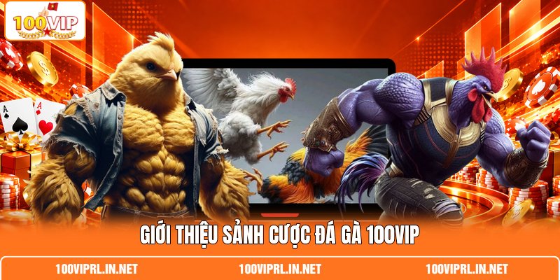 Giới thiệu sảnh cược đá gà 100VIP Giới thiệu sảnh cược đá gà 100VIP