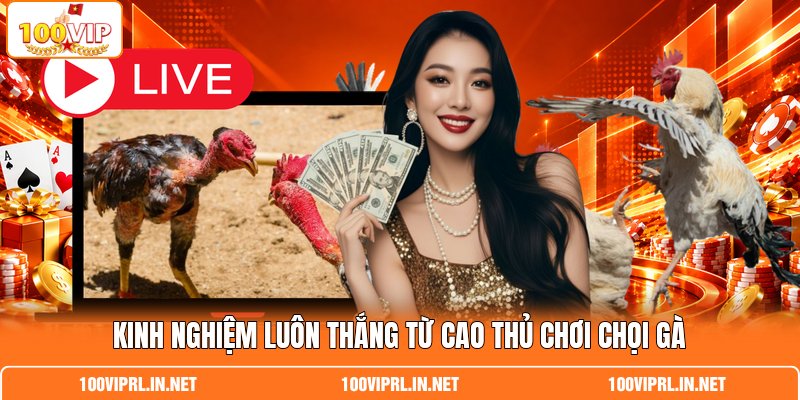 Kinh nghiệm luôn thắng từ cao thủ chơi chọi gà